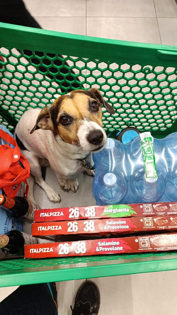 💔💔“Mi Chiamo Pippo E Sto Per Perdere Tutto…”💔💔